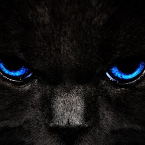 Krot